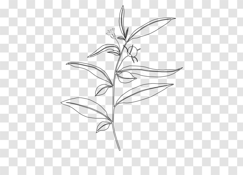 Capsicum Lanceolatum Baccatum Plant Stem Nightshade - Monochrome - Branchiostoma Transparent PNG