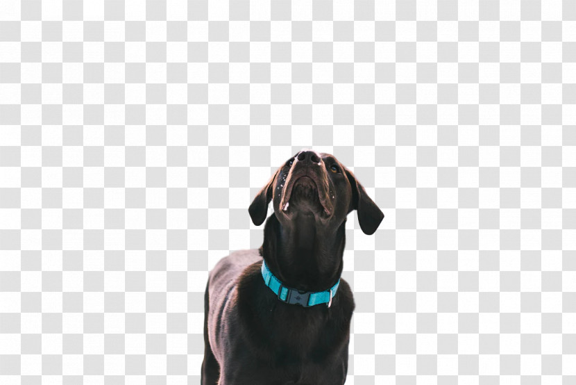 Dog Puppy Leash Snout Turquoise M Transparent PNG