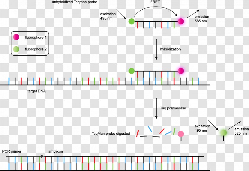 TaqMan Real-time Polymerase Chain Reaction Microsatellite Single-nucleotide Polymorphism - Hybridization Probe - Dna Genetic Transparent PNG