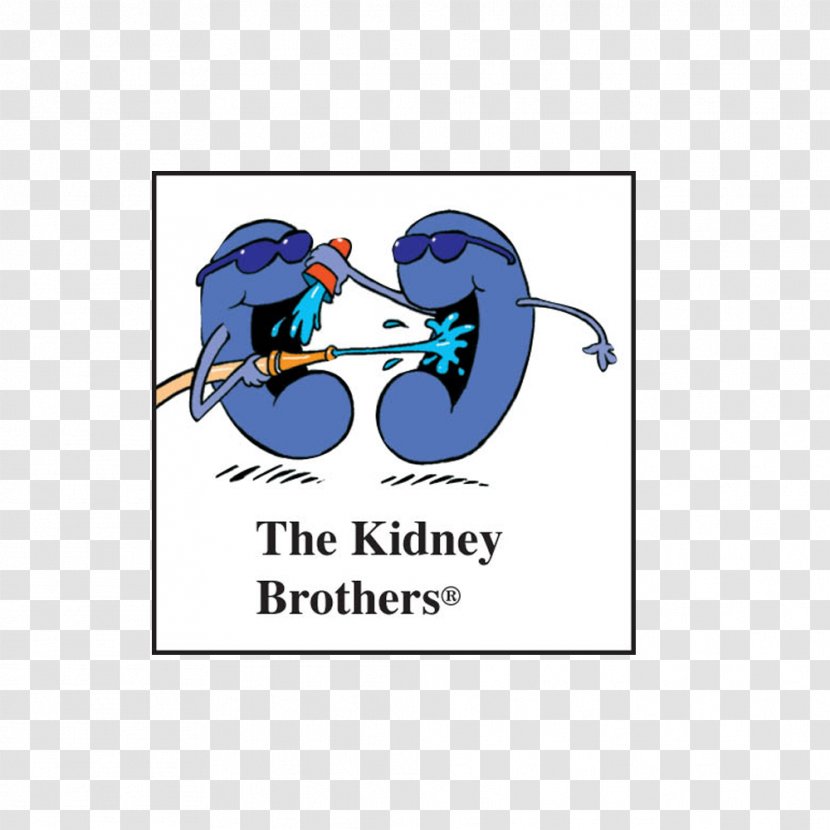 Kidney Drinking Water Body - Watercolor Transparent PNG
