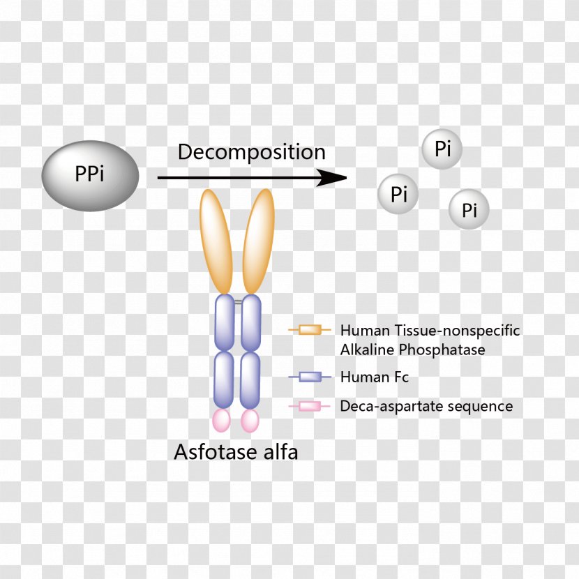 Asfotase Alfa Enzyme Replacement Therapy Strensiq Hypophosphatasia Mechanism Of Action - Frame - Anticardiolipin Antibody Transparent PNG