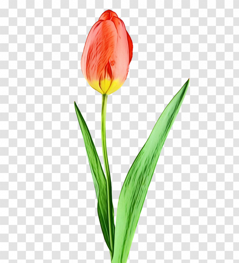 Flower Tulip Plant Petal Bud Transparent PNG