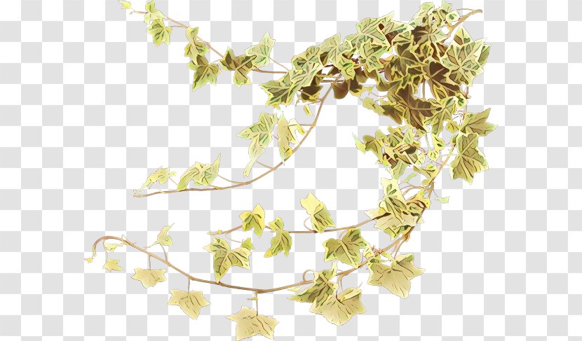 Family Tree Background - Philodendron - Ivy Twig Transparent PNG