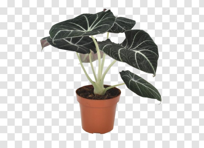 Alocasia Houseplant Leaf Flowerpot - Alokaziya - Velvet Transparent PNG