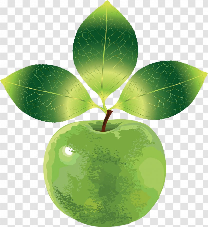 Euclidean Vector Apple Fruit Transparent PNG