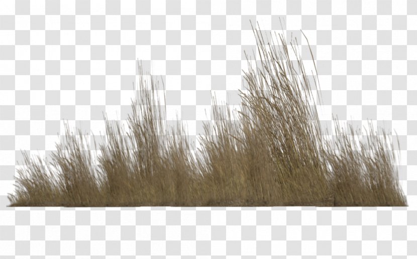 Photography Clip Art - Tree - Tall Grass Transparent Transparent PNG