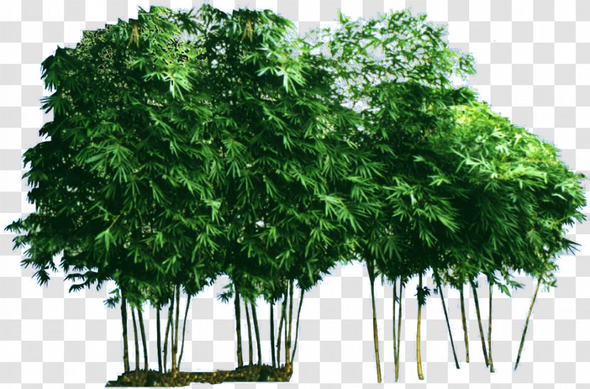 Bamboo Garden Bambusa Vulgaris - Plant Transparent PNG
