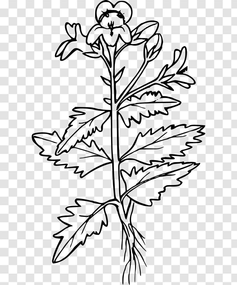 Mustard Plant Seed Coloring Book Black Clip Art - Stem - Firkin Transparent PNG