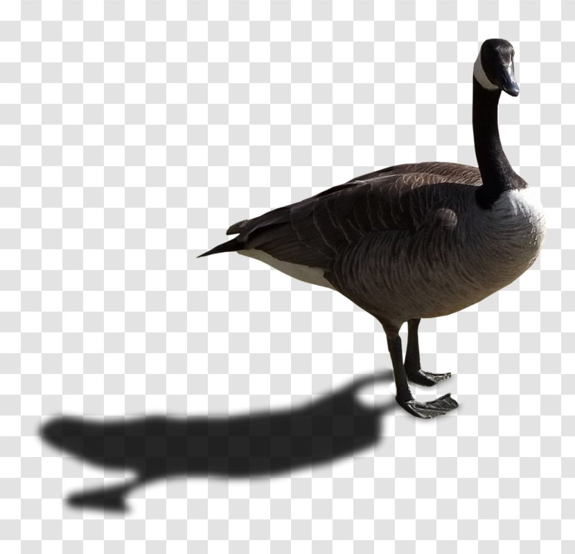 Canada Goose Duck Bird Transparent PNG