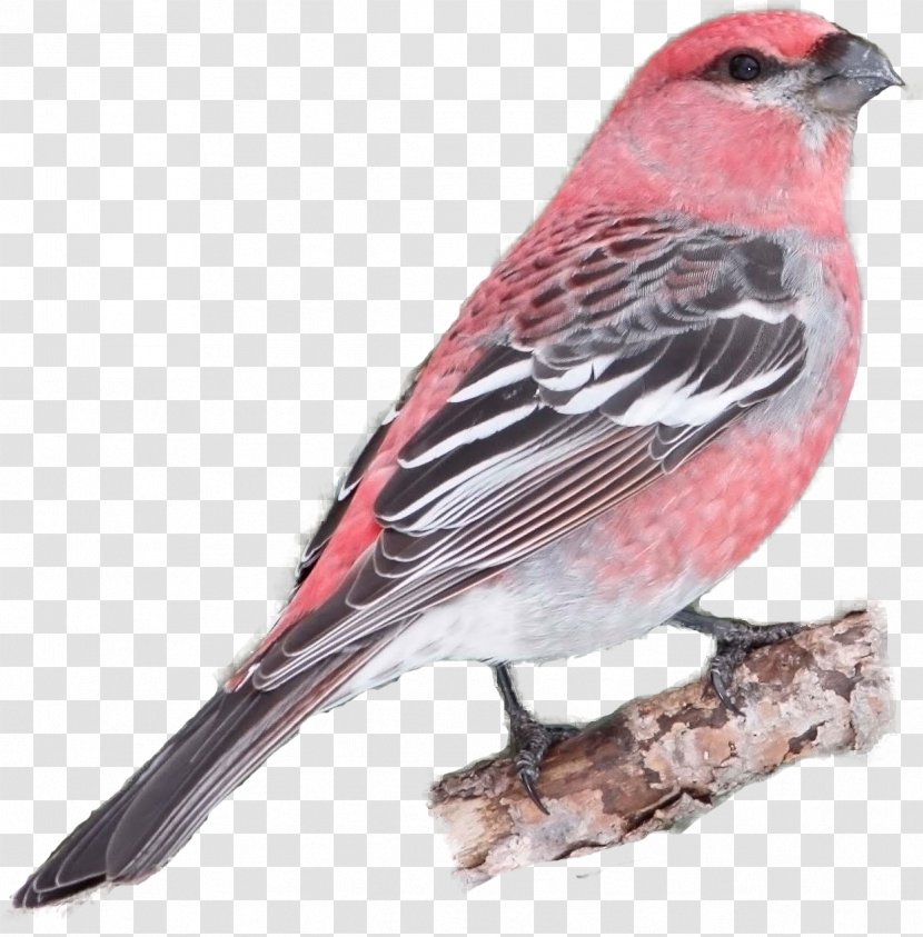 House Finch Bird Sparrow Cockatiel Tanager Transparent PNG