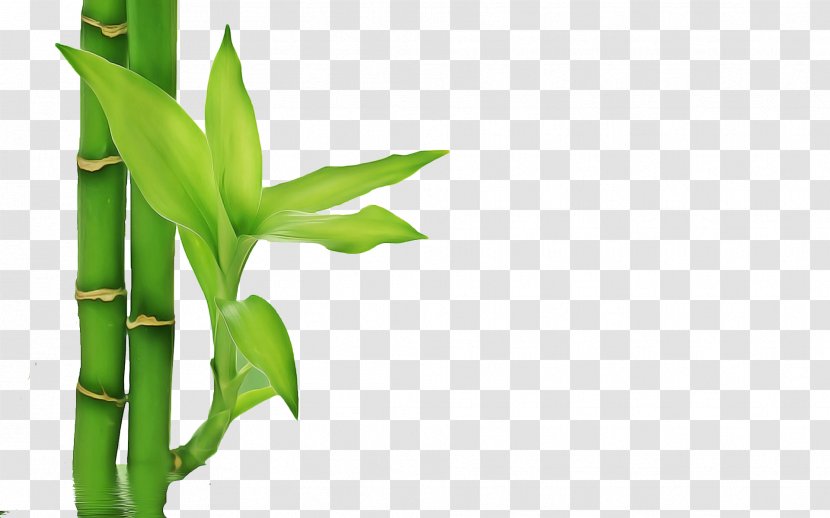 Bamboo Leaf - Zedoary Plant Stem Transparent PNG