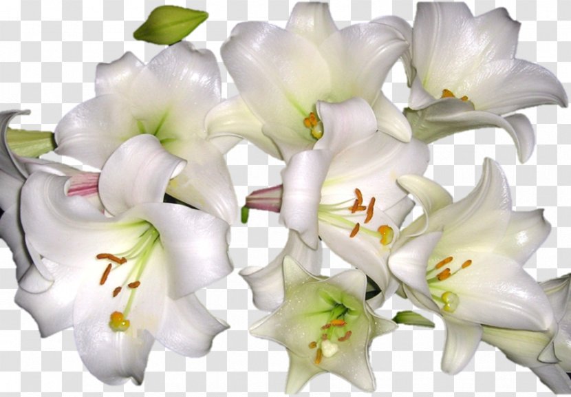 Cut Flowers Floral Design Art Madonna Lily - Deviantart - Flower Transparent PNG