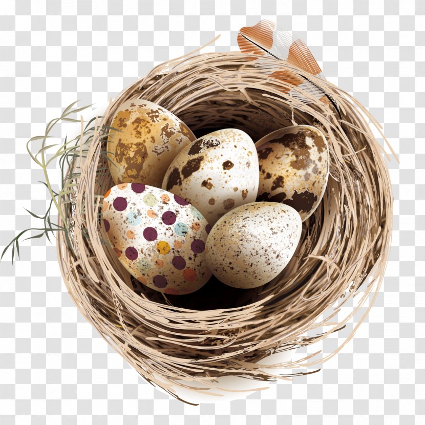 Quail Eggs Bird Nest - Vector Transparent PNG