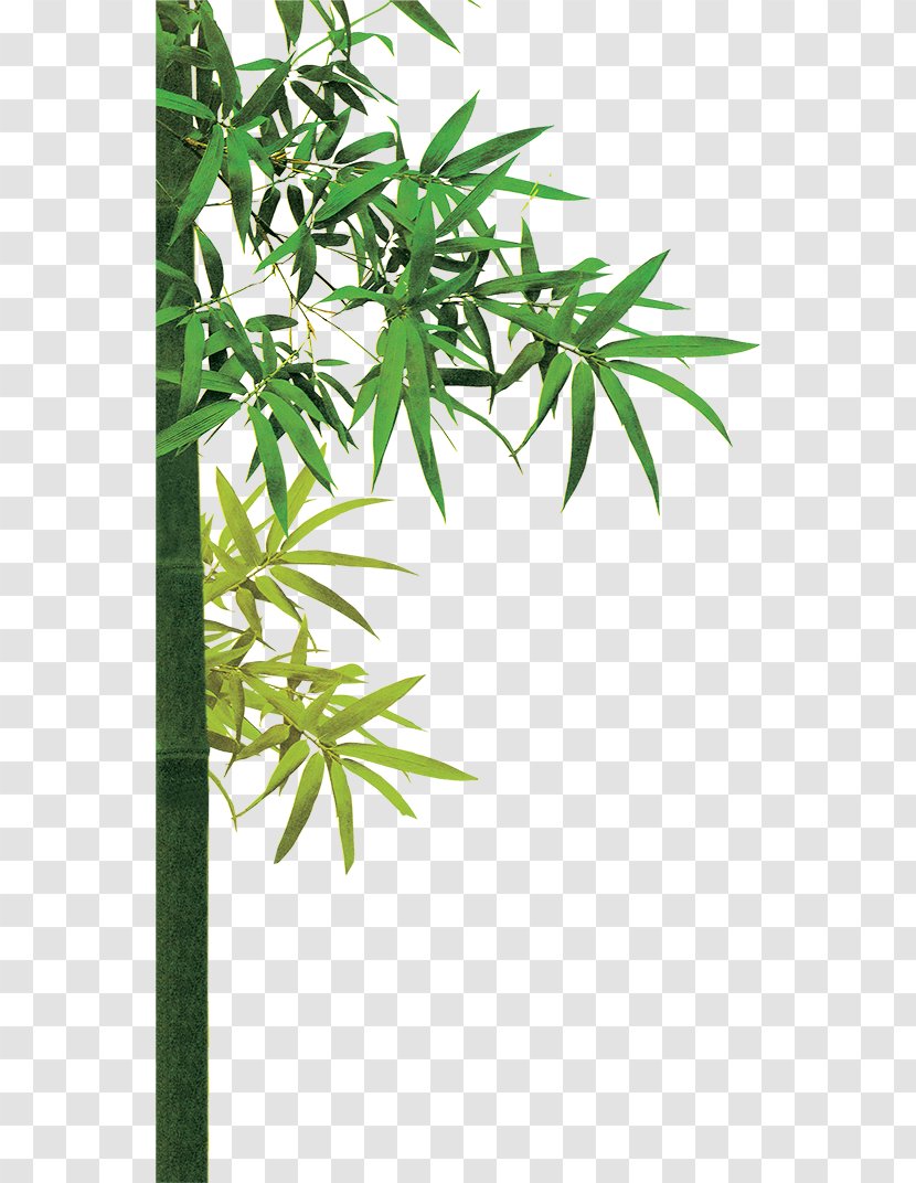 Bamboo Bambusa Oldhamii Download - Resource - Green Transparent PNG