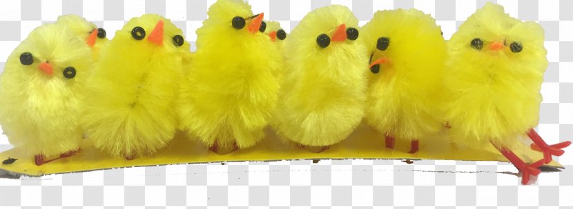 Bird Parakeet Feather Beak Animal - Easter Chicks Transparent PNG