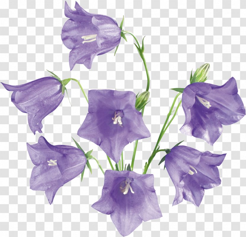 Flower Clip Art - Flowering Plant - Wild Flowers Transparent PNG