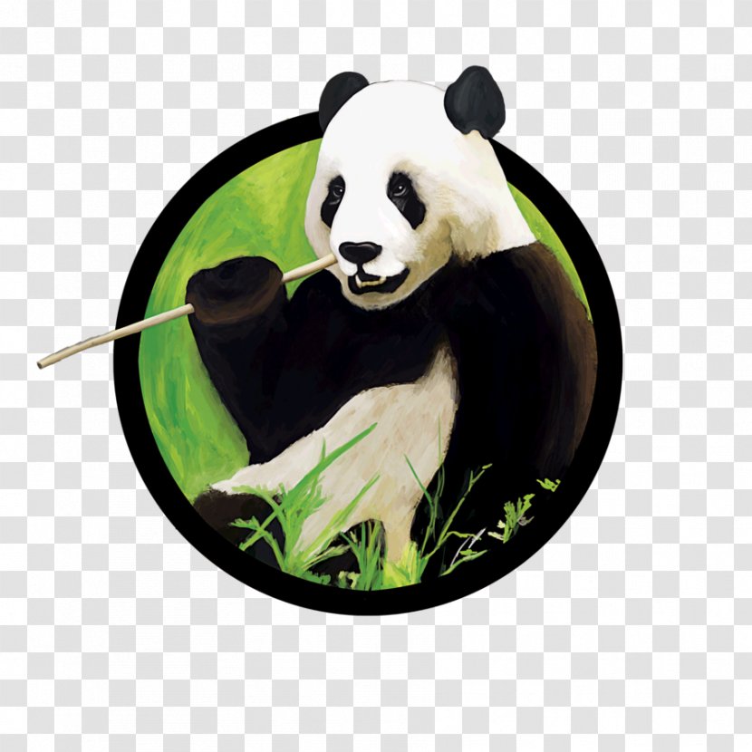 Chengdu Research Base Of Giant Panda Breeding Bear Sichuan Sanctuaries Image Transparent PNG