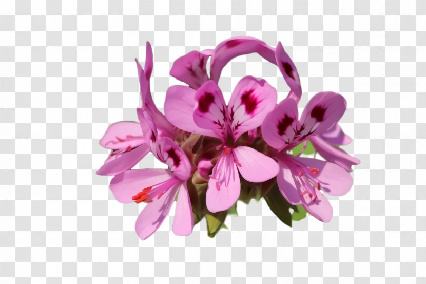 Flowering Plant Flower Pink Petal - Dendrobium Orchid Transparent PNG