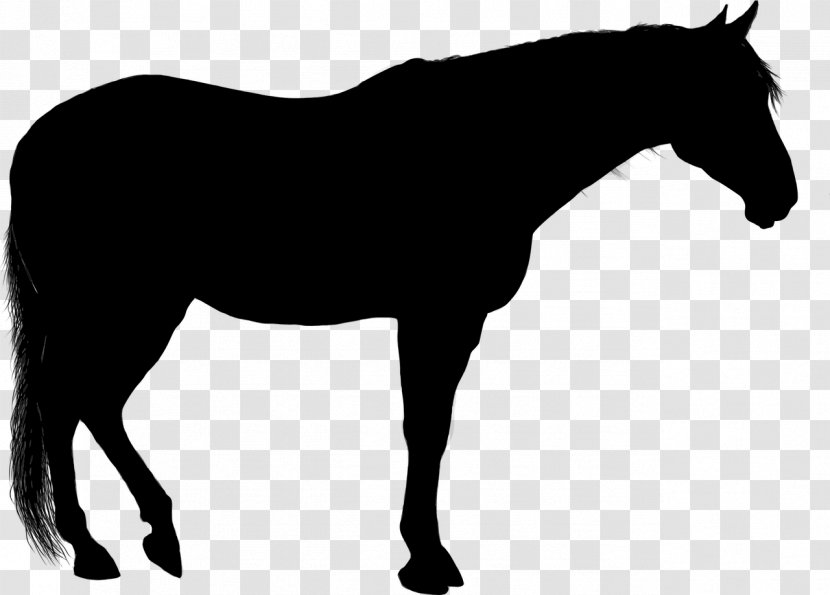 Arabian Horse Silhouette Clip Art - Equestrian Transparent PNG