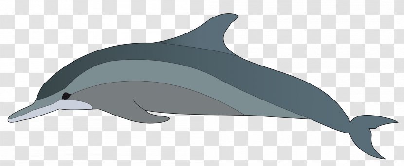 Bottlenose Dolphin Chinese White Clip Art - Tucuxi - Cliparts Transparent PNG