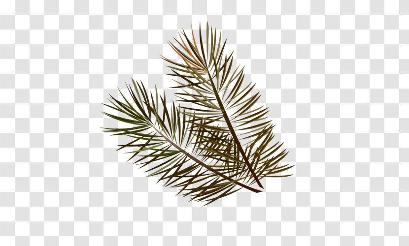 Spruce Pine Fir Twig Leaf Transparent PNG