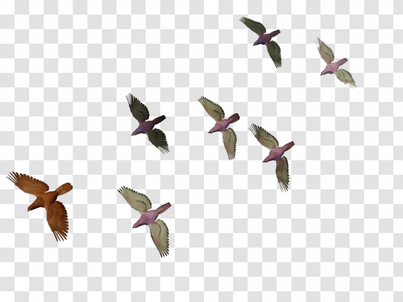 Bird Flock Animal Migration Wing - Watercolor - Figure Plant Transparent PNG