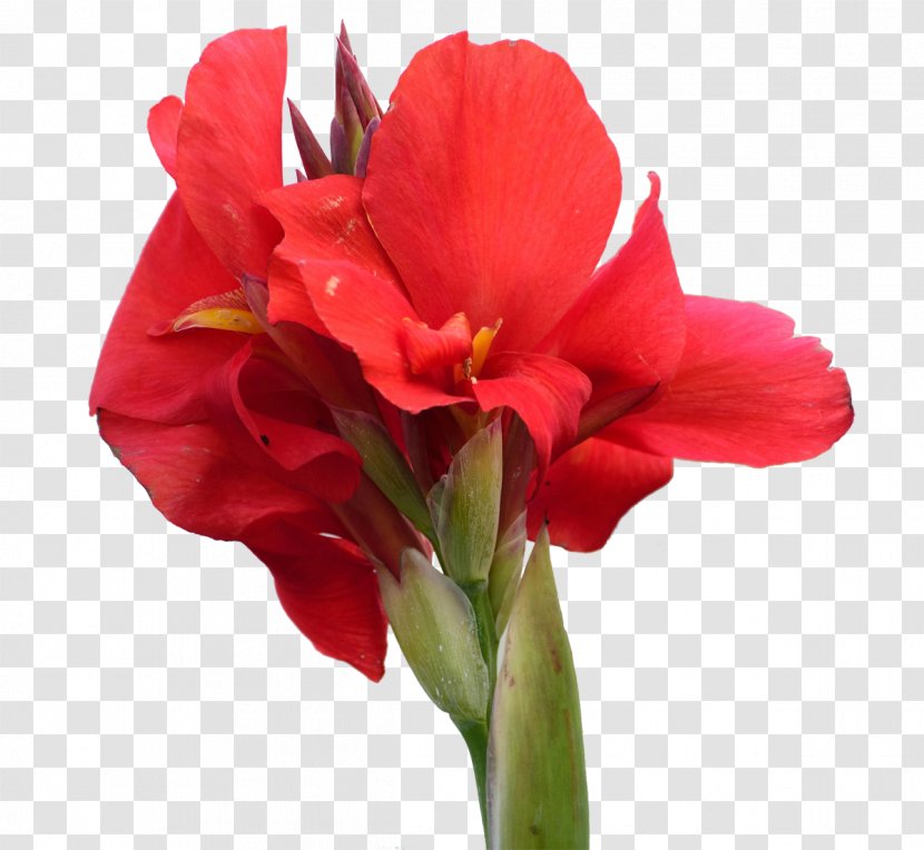 Canna Indica Amaryllis Belladonna Flower - Cannabis Pictures Transparent PNG