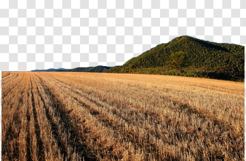 Fukei Garden Photography Wheat - A Golden Field Landscape Transparent PNG