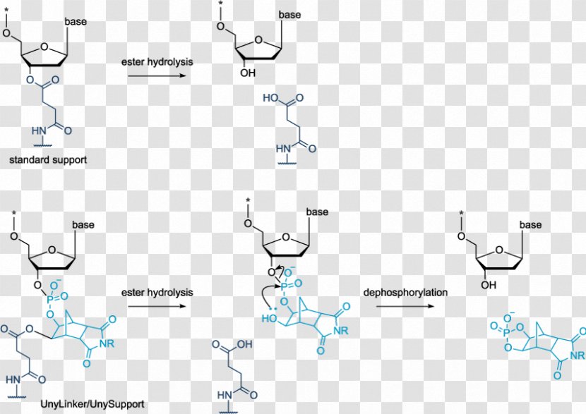 Oligonucleotide Synthesis Solid-phase Antisense Therapy Morpholino Transparent PNG
