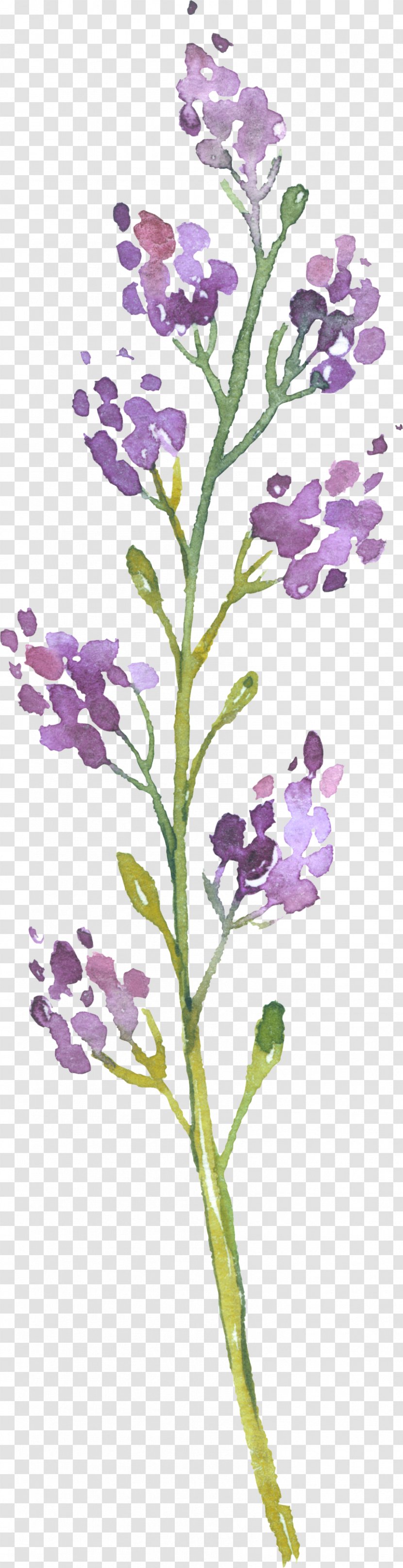 English Lavender Photography Plant Stem - Leaf Transparent PNG
