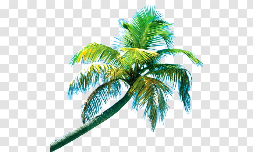 Drinking Auction Co. Pet - Health - Coconut Tree Transparent PNG