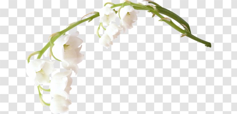 Flower Clip Art - Branch Transparent PNG