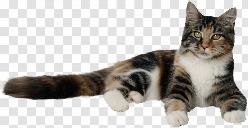 Kitten Dog Bengal Cat Pet Tabby - Neutering Transparent PNG