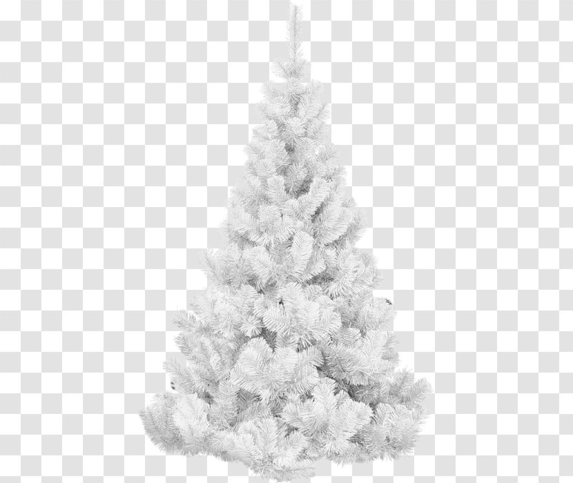 Christmas Tree Spruce - Black And White Transparent PNG