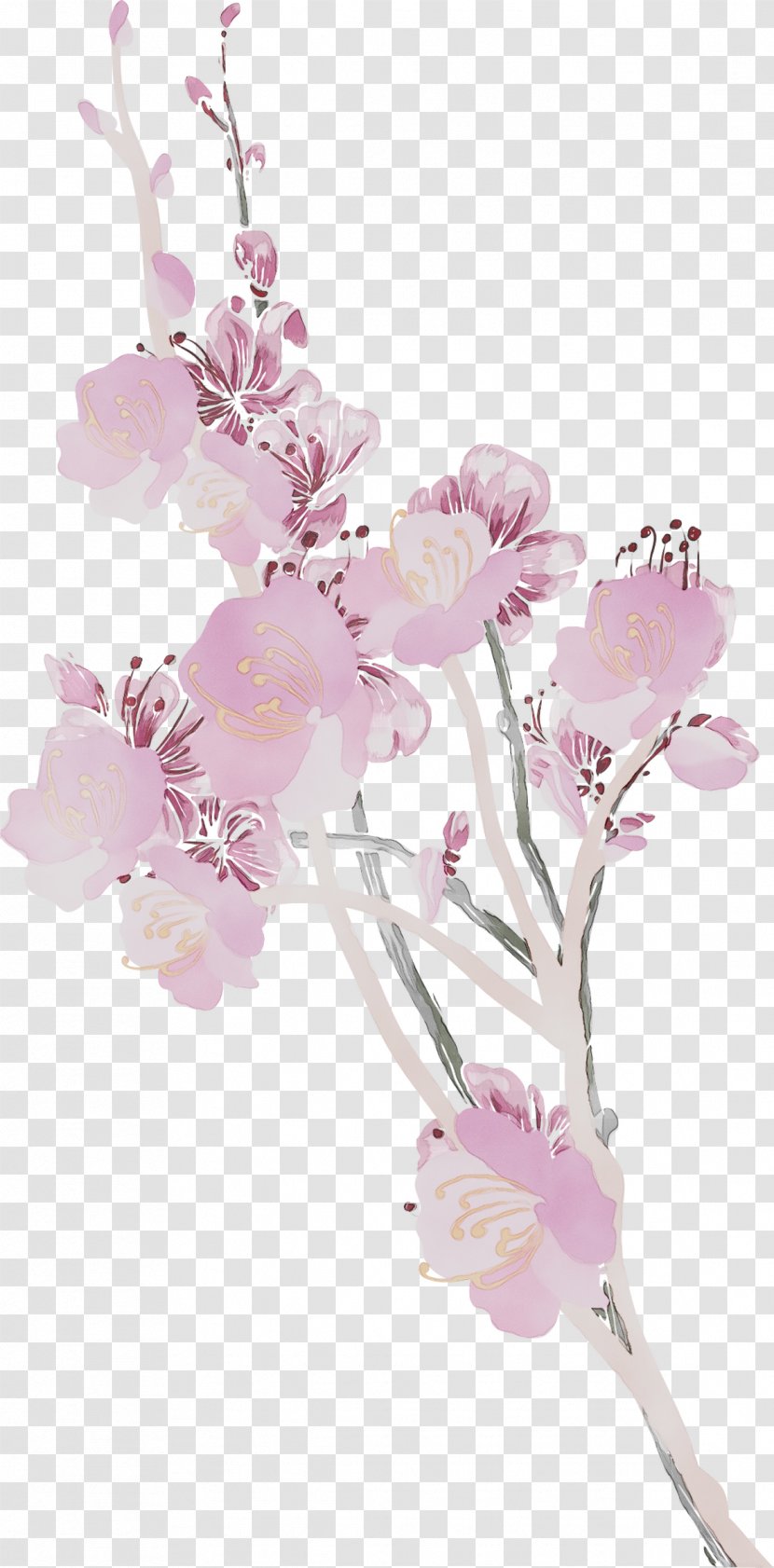 Floral Design Cut Flowers ST.AU.150 MIN.V.UNC.NR AD Blossom - Spring - Plant Transparent PNG