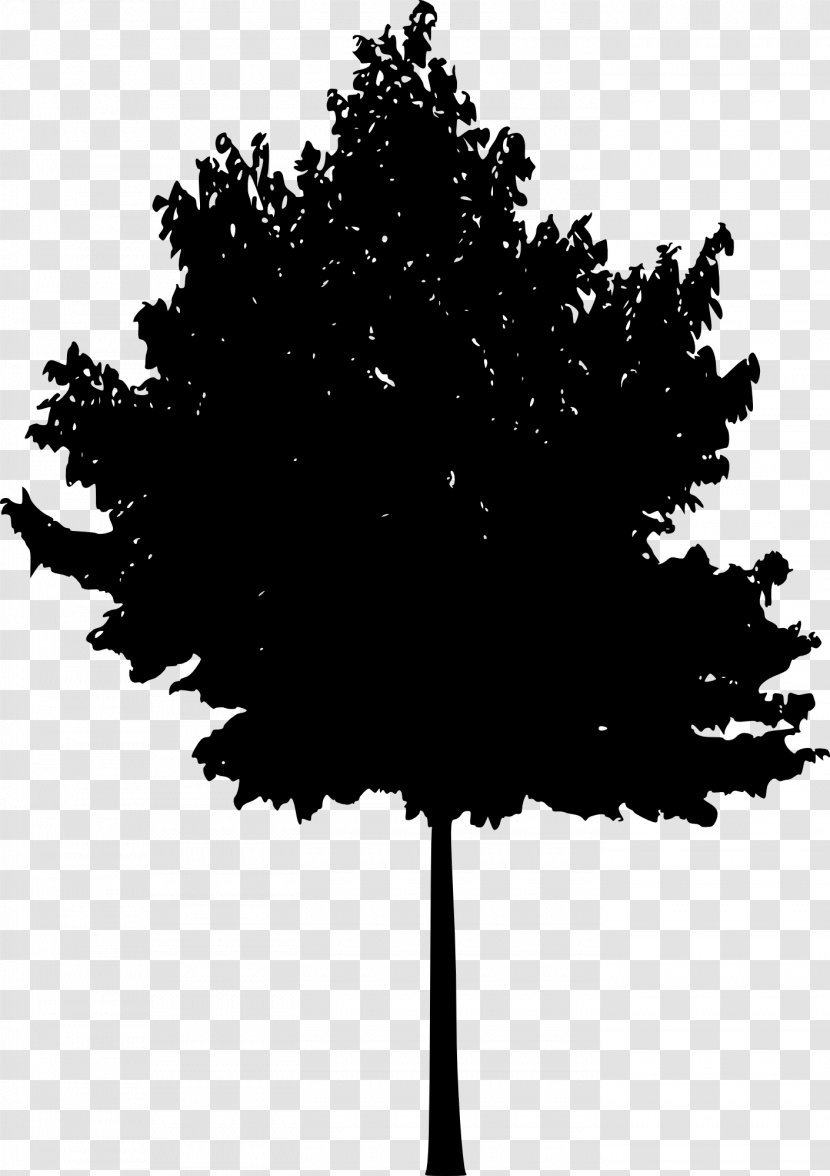 Tree Woody Plant Silhouette - Pinaceae Transparent PNG