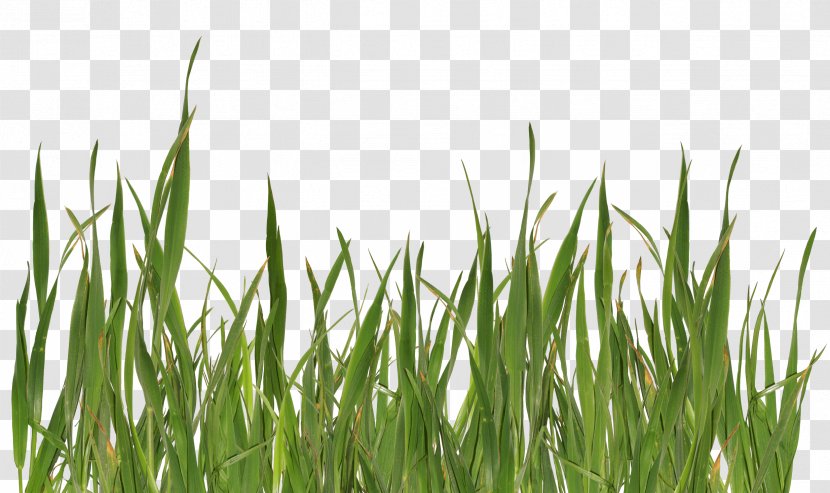 Grasses Lawn - Grass Family - Image Green Picture Transparent PNG