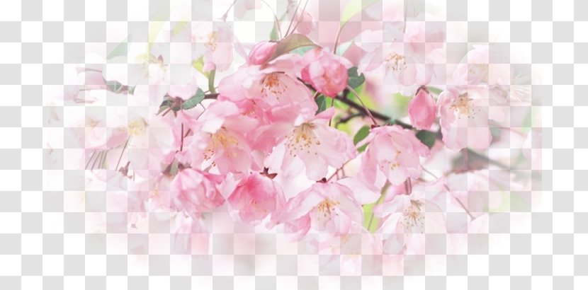 Desktop Wallpaper Flower High-definition Television Display Resolution Blossom - Image Transparent PNG