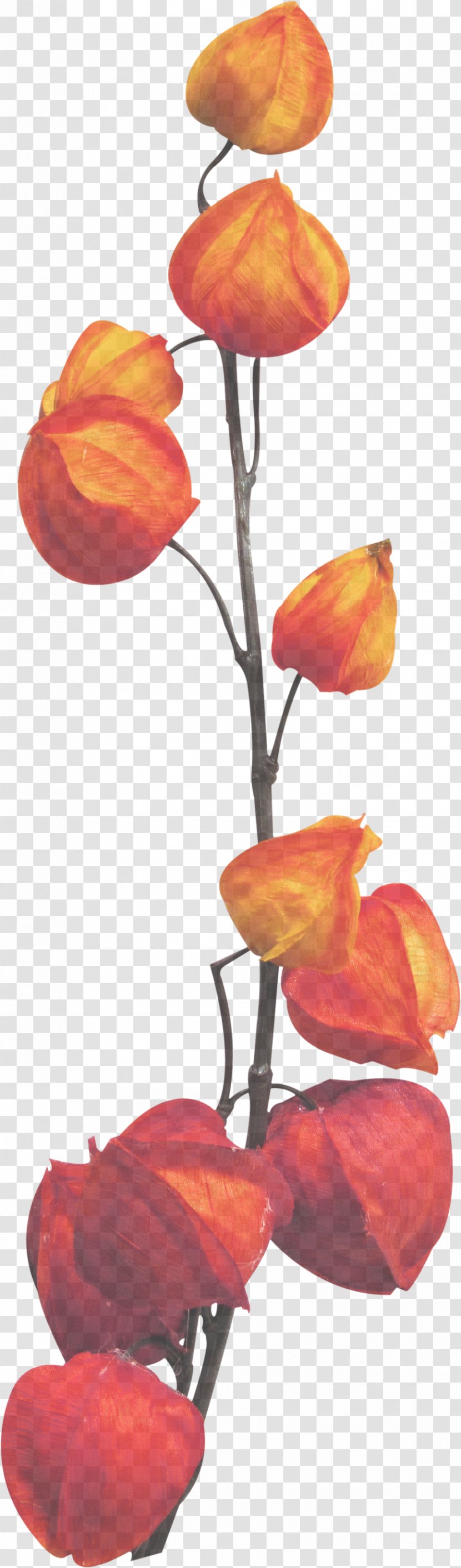 Orange - Petal - Cut Flowers Coquelicot Transparent PNG