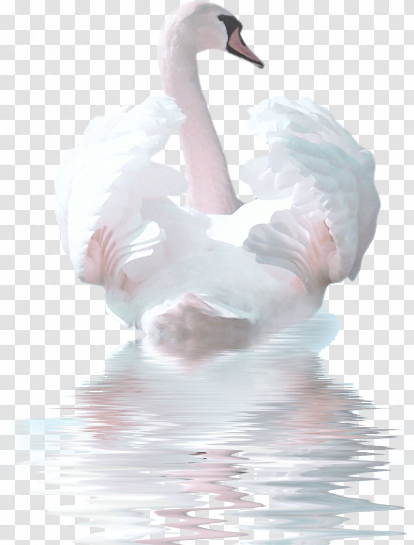 Cygnini Bird Watercolor Painting Clip Art - Stock Photography - Swan Transparent PNG