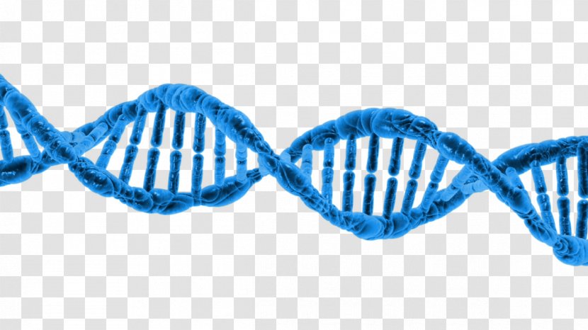DNA Epigenetics Genetic Testing Transcription - Double Helix Transparent PNG