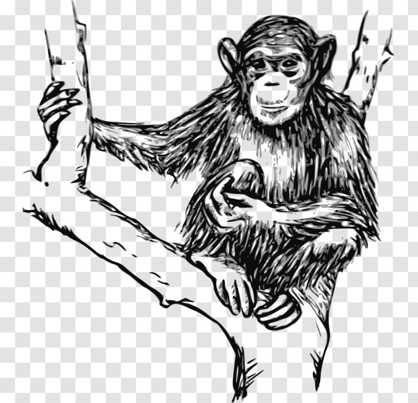 Chimpanzee Gorilla Ape Drawing Clip Art Transparent PNG