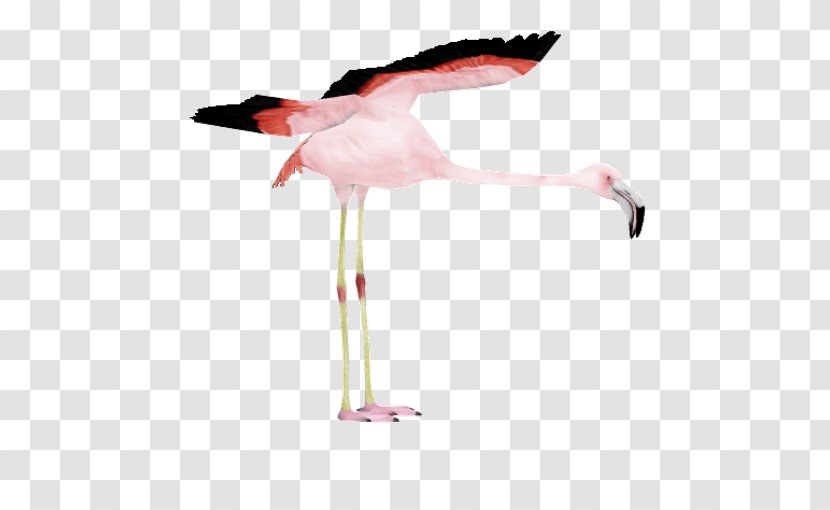 Flamingo Cartoon - Water Bird - White Stork Transparent PNG