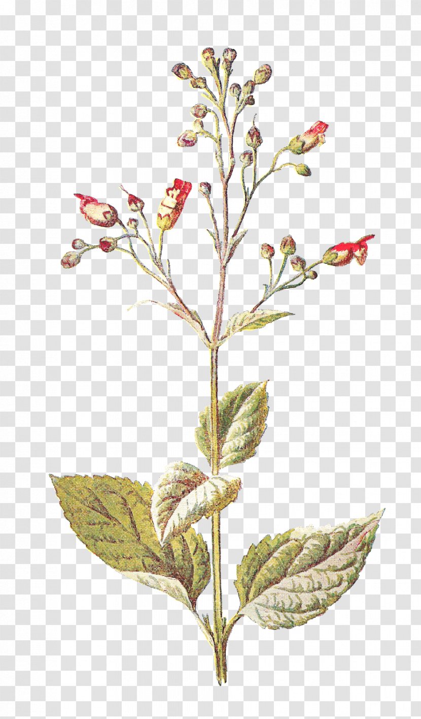Wildflower Clip Art - Twig - Botanical Transparent PNG
