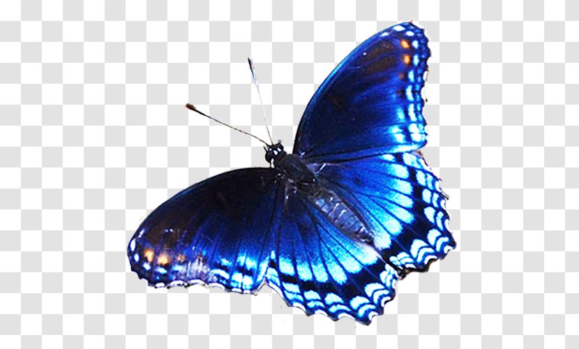 Butterfly Blue Clip Art Transparent PNG