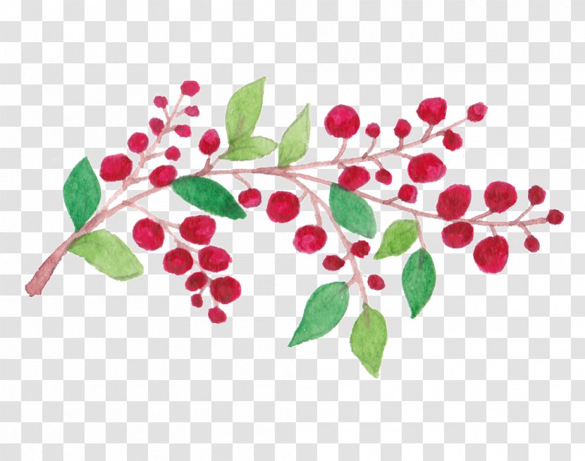 Holly Flowering Plant Leaf Clip Art Stem - Bough Ornament Transparent PNG