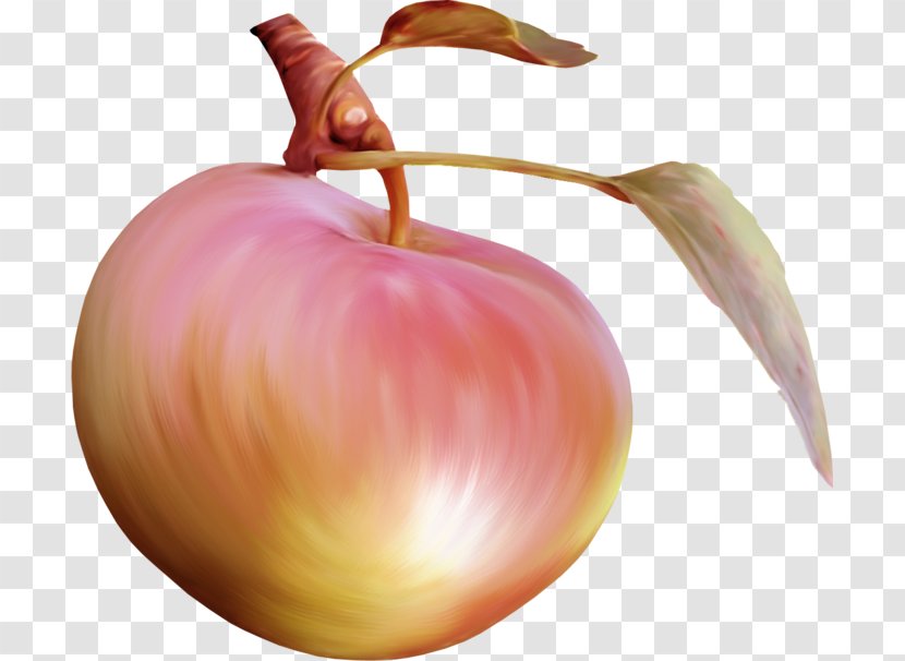 Still Life Photography Onion Apple - Fruit Transparent PNG