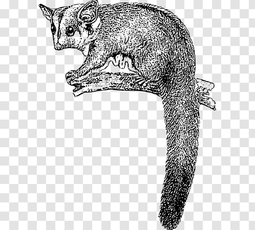 Squirrel Cartoon - Flying - Line Art Kinkajou Transparent PNG