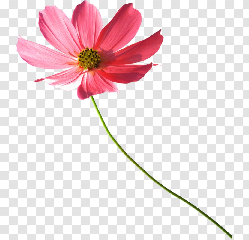 Cut Flowers Daisy Family Transvaal Chrysanthemum - Flower Transparent PNG
