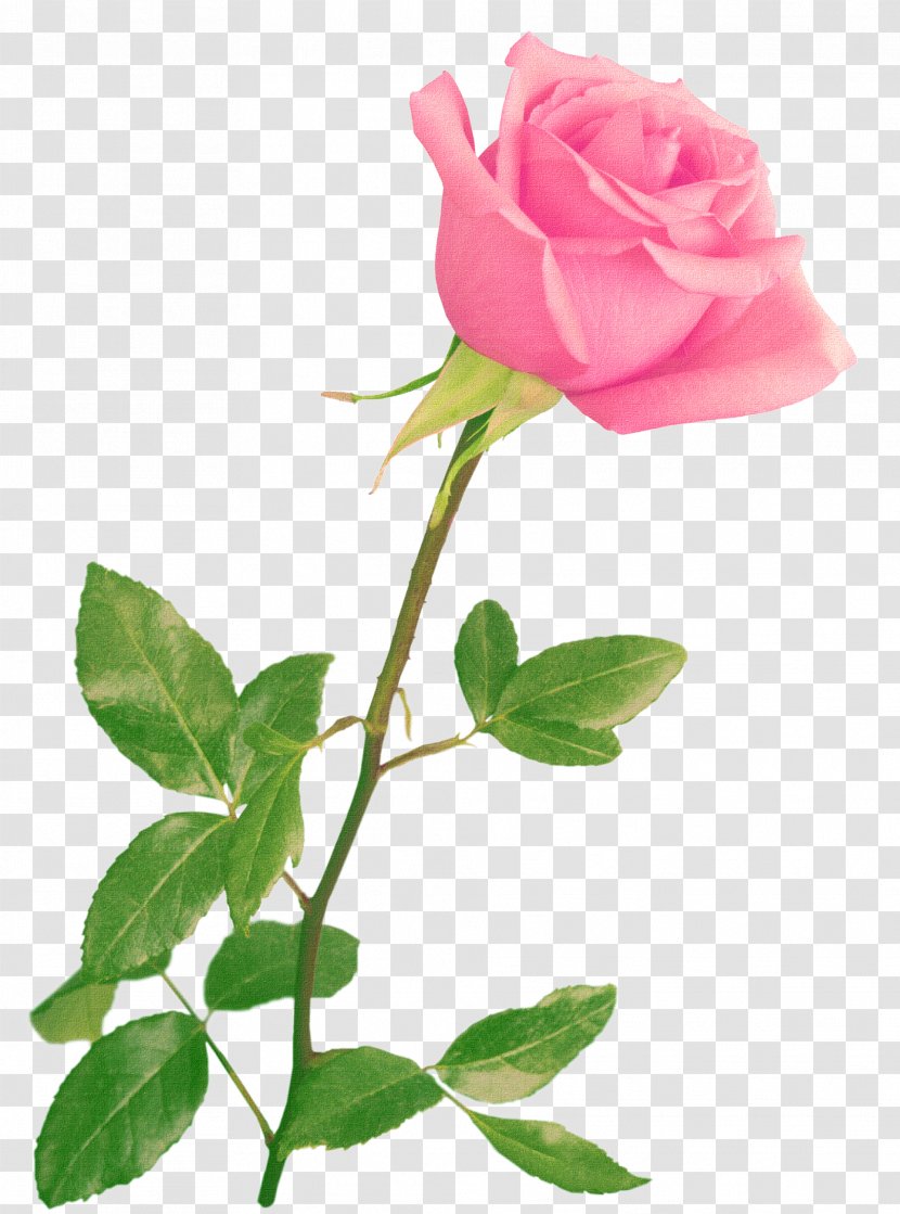 Wedding Invitation Paper Flower - Garden Roses - Pink Transparent PNG